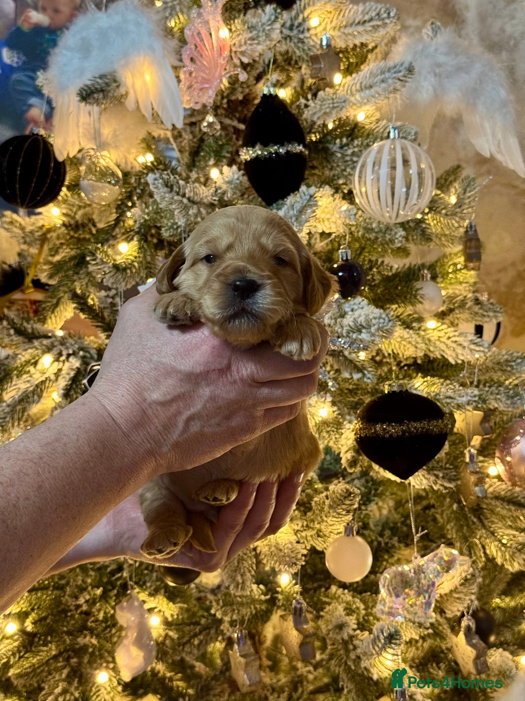 Mini Goldendoodle dogs for sale: 7 mini goldendoodle dna clear puppies - Advert 9