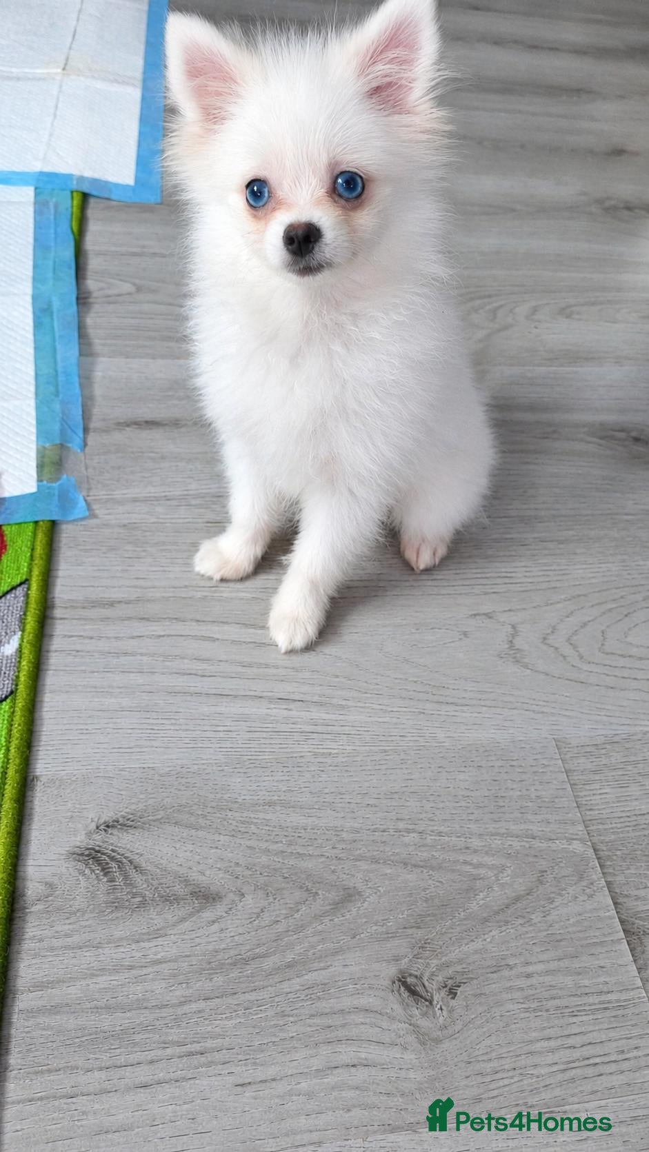 Pomeranian dogs Adorable tiny pomeranian girl - Advert 1
