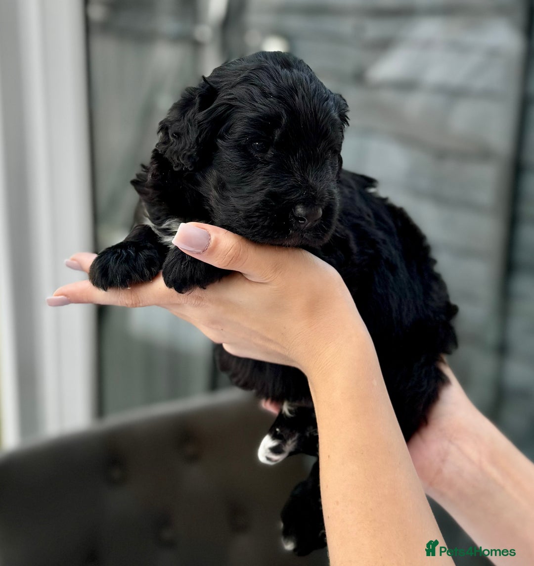 Bernedoodle dogs for sale: 🐾🐶 Stunning chunky bernedoodle babies 🐶🐾 - Image 8