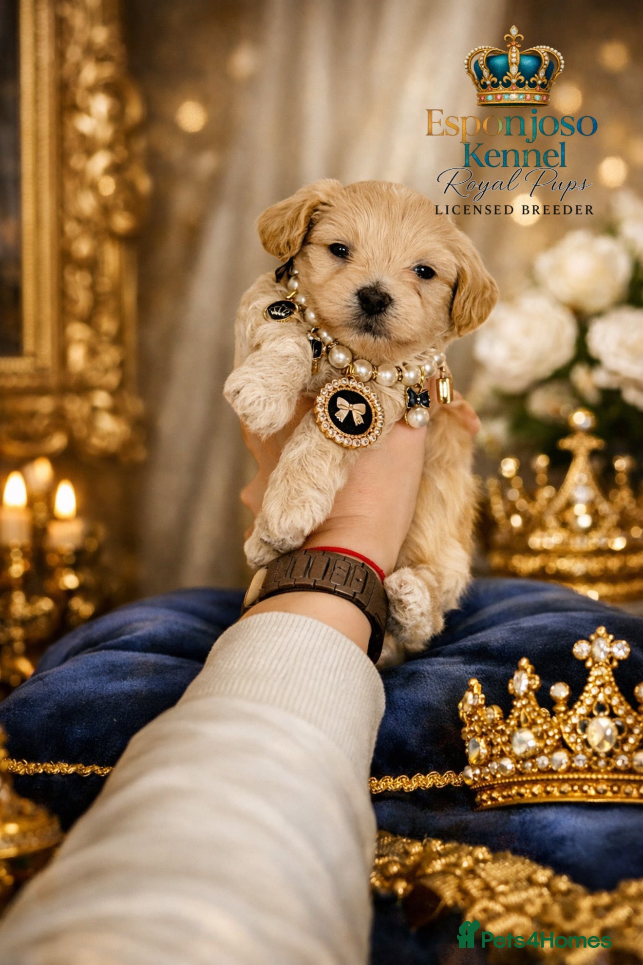 Maltipoo dogs 👑One in a Million F1 tiny Asian Maltipoo👑 - Advert 16