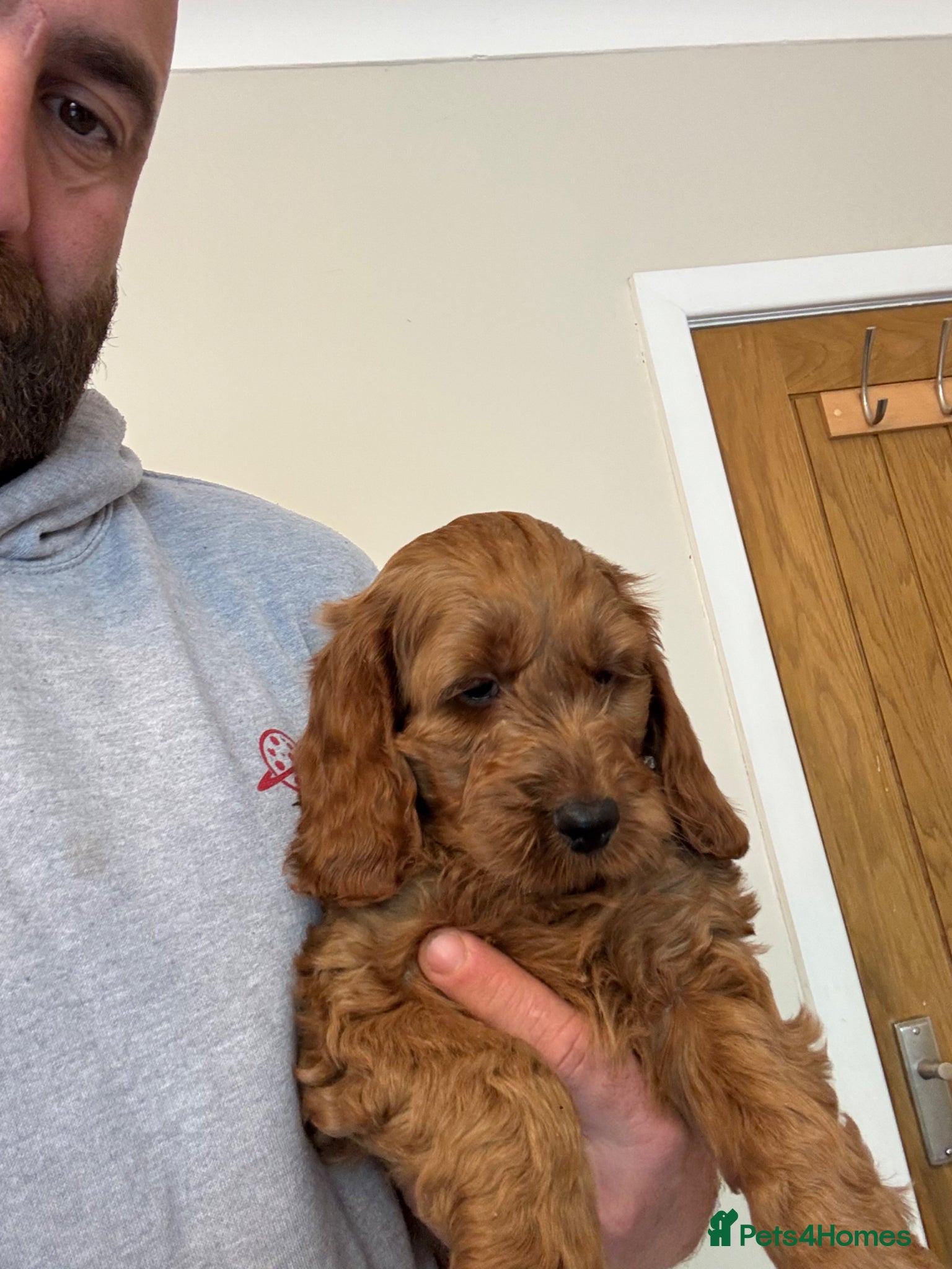 Cockapoo dogs F1 cockapoo puppies 1 boys 1 girl Available  - Advert 1