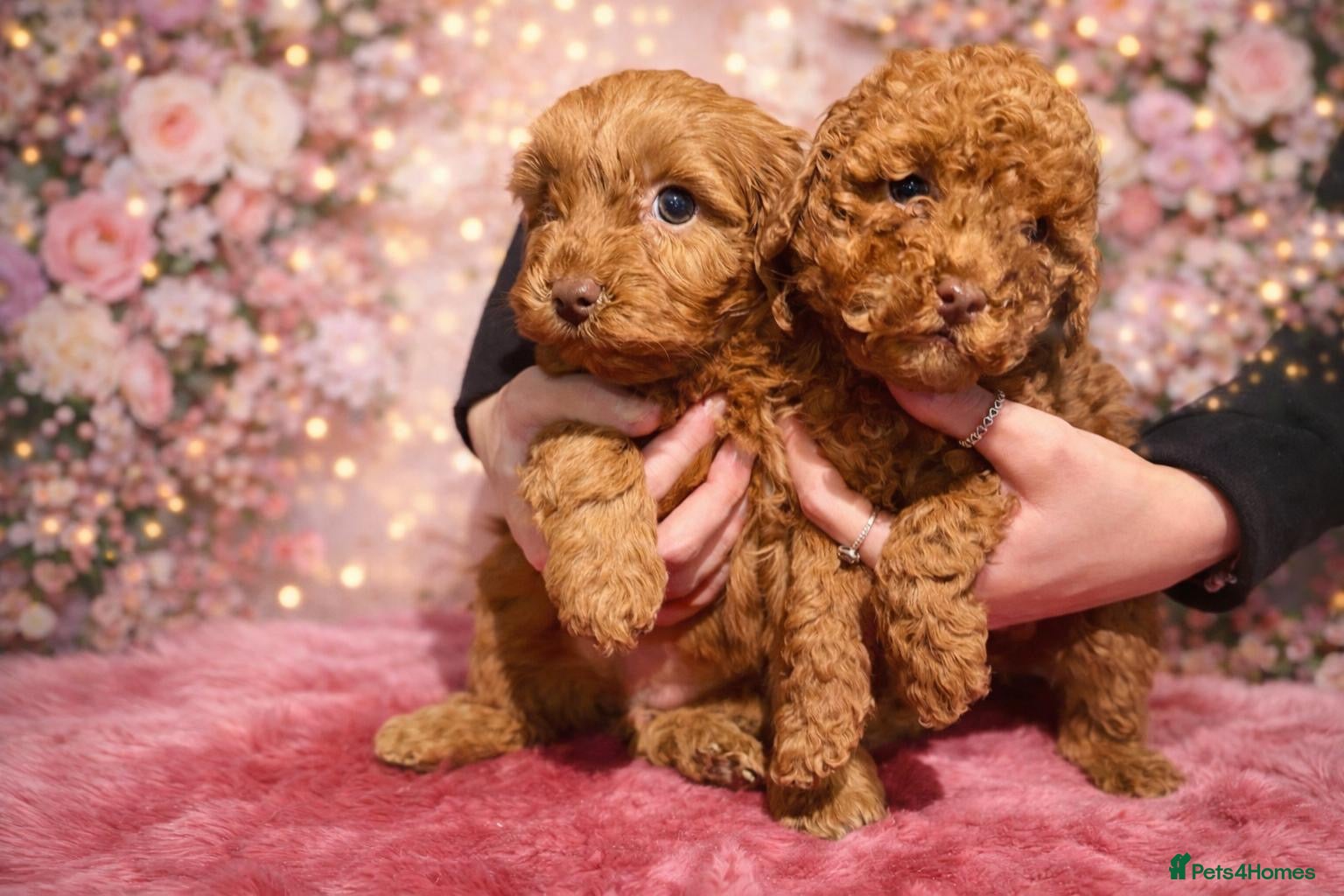 Cockapoo dogs Red cockerpoo pups for rehoming  - Advert 1