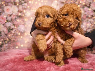 Cockapoo dogs Red cockerpoo pups for rehoming - Advert 3