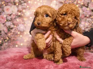 Cockapoo dogs Red cockerpoo pups for rehoming - Advert 18