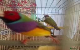Finches birds for sale: Gouldian finches for sale  - Image 14