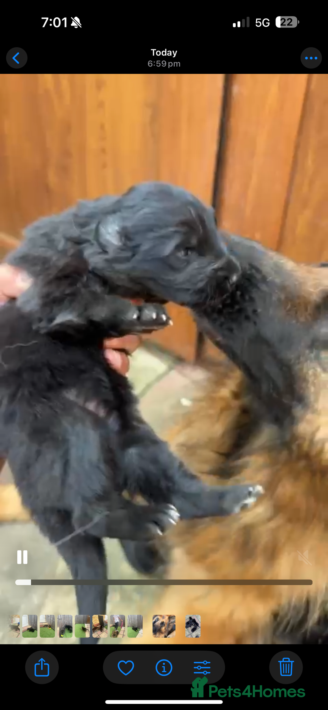 Mixed Breed dogs for sale: G.Sehepherd&white swiss Shepherd long coat puppies - Image 21