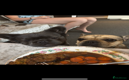 French Bulldog dogs for sale: French bulldogs ready now!  - Image 2