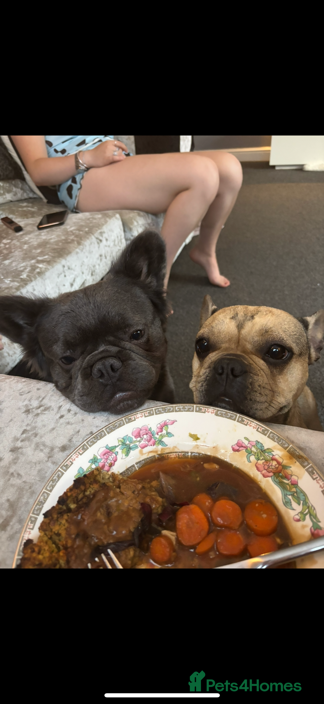 French Bulldog dogs for sale: French bulldogs ready now!  - Image 2