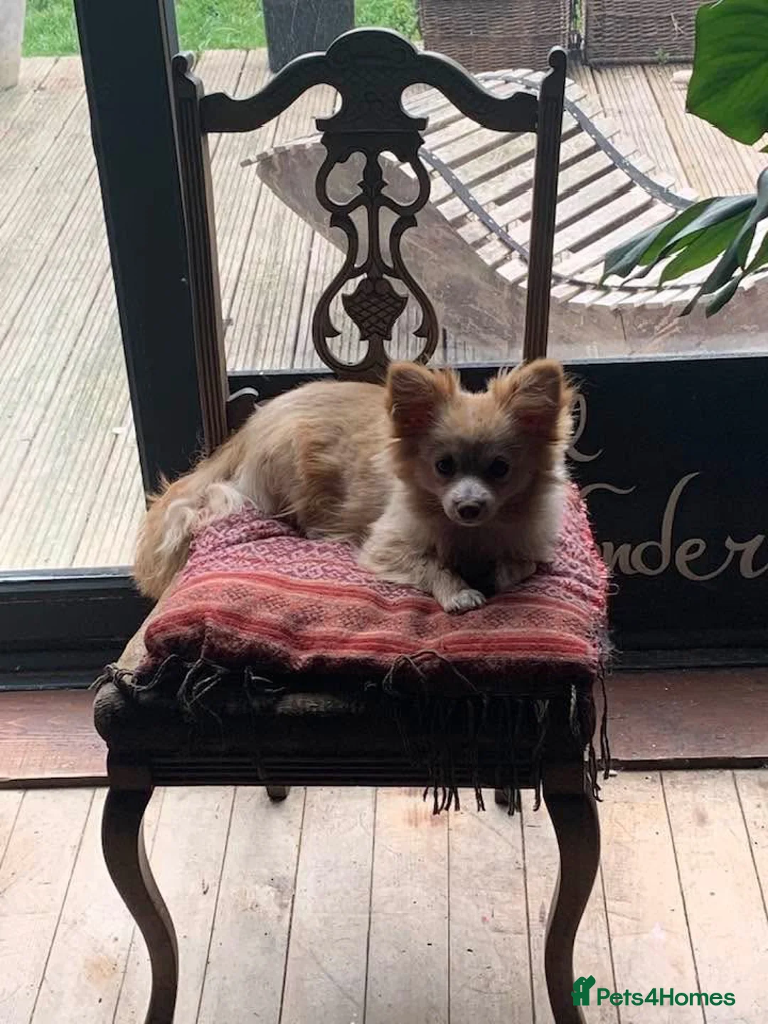 Pomeranian dogs for sale: Pomeranian male - Advert 1