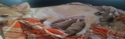 Chihuahua dogs for sale: Beautiful chihuahua pups in Manchester - Advert 8