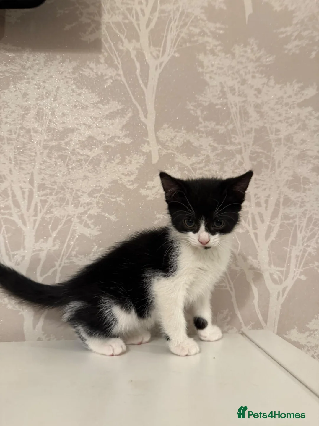 Mixed Breed cats for sale: Mixed breed maine cane kittens in Coventry - Advert 2