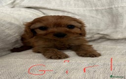 Cavapoo dogs for sale: Toy cavapoos f1  - Image 7