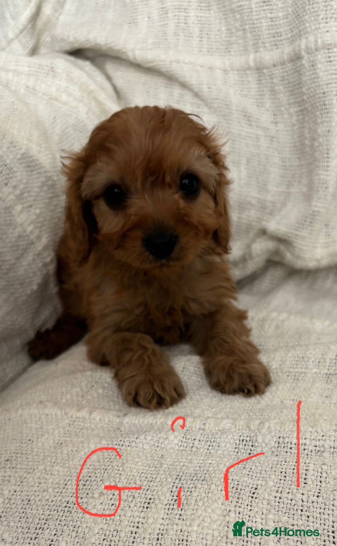 Cavapoo dogs for sale: Toy cavapoos f1  - Image 7