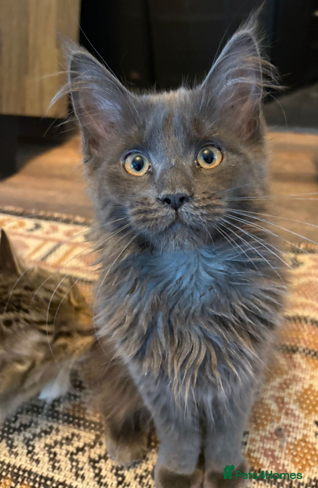 Maine Coon cats *NEW PRICE* Blue Pedigree Maine coon GCCF Kitten  - Advert 15