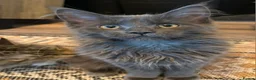 Maine Coon cats for sale: NEW PRICE Registered Blue Pedigree Maine coon baby - Advert 18