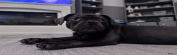 Frug dogs for sale: FRUG puppy needs forever home  - Advert 2