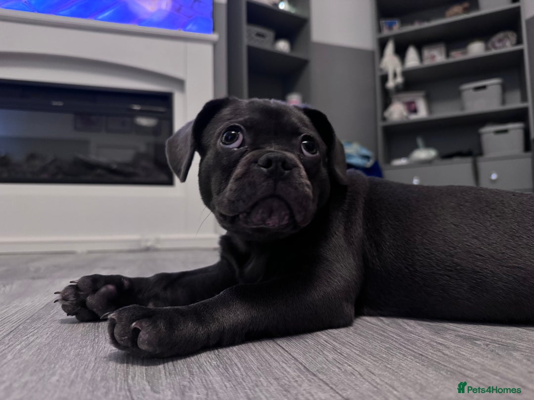 Frug dogs for sale: FRUG puppy needs forever home  - Advert 2