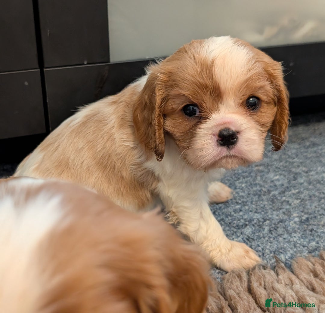 Cavalier King Charles Spaniel dogs for sale: KC Health Tested Cavalier King Charles Spaniels - Image 9