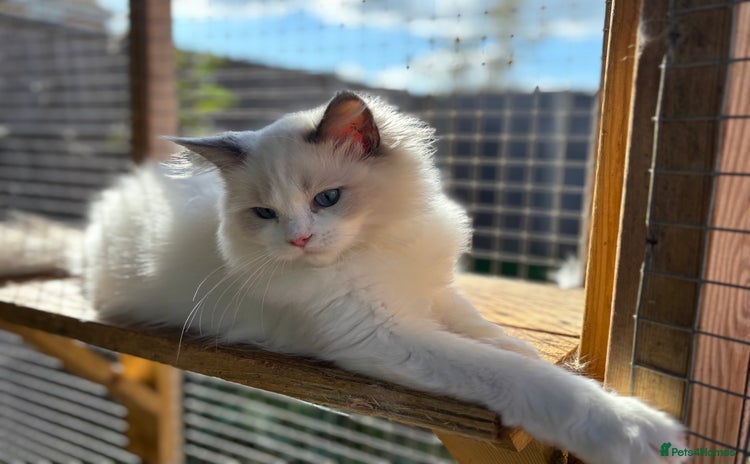 Ragdoll cats - Advert 7