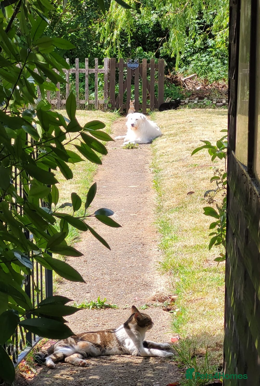 British Shorthair cats for sale: Loving home for lilly - free - Advert 2