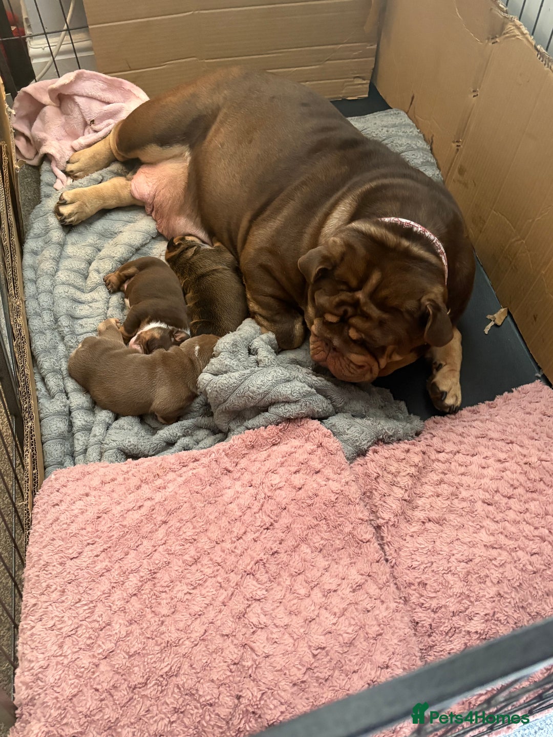 English Bulldog dogs for sale: Bulldog puppy’s  - Image 1