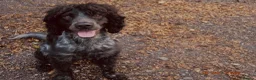 Cocker Spaniel dogs for sale: 4 Working Cocker Spaniel Puppies - Advert 16