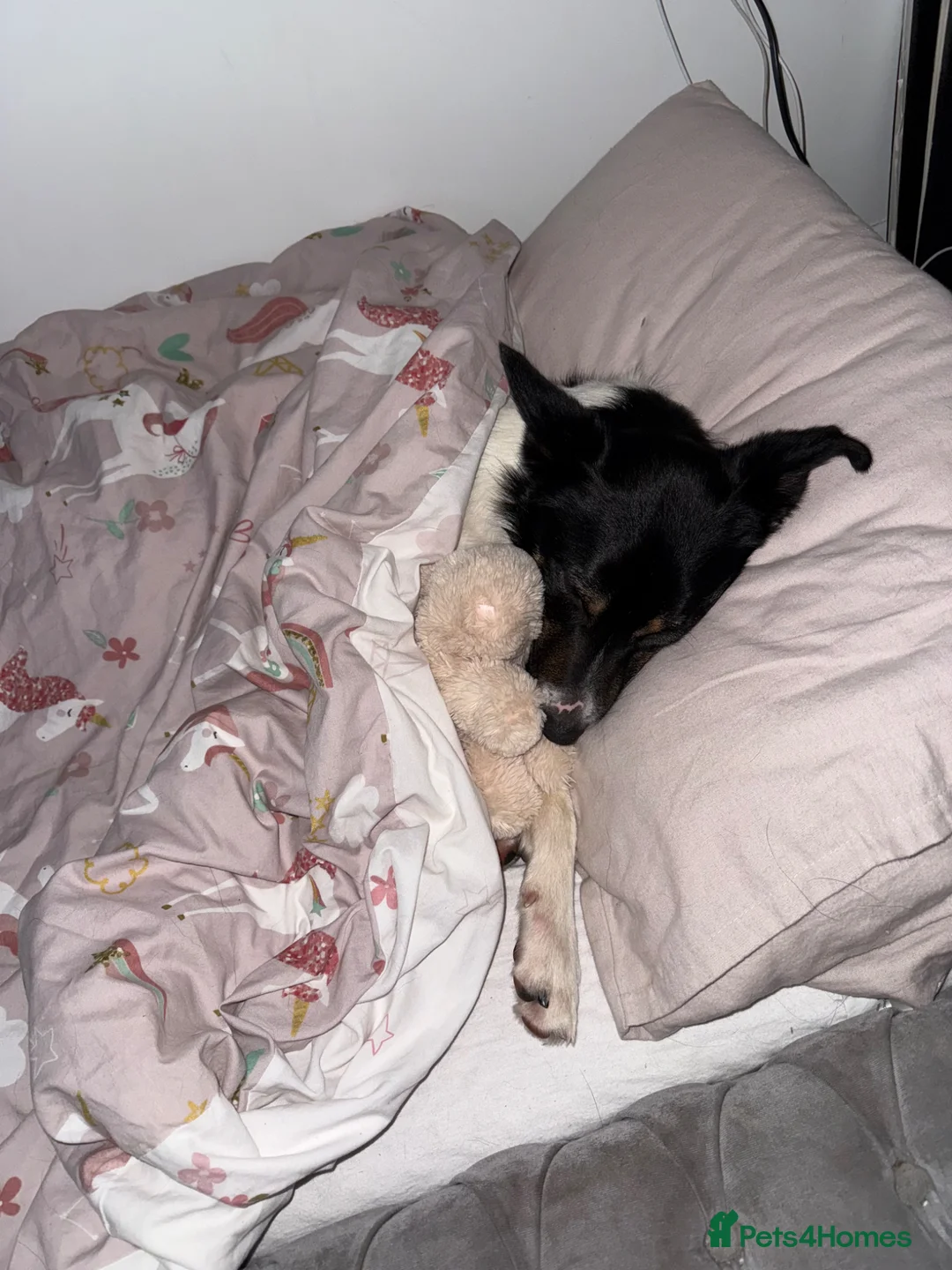 Border Collie dogs for sale: Male border collie  in Exeter - Advert 2