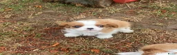 Cavalier King Charles Spaniel dogs for sale: Extra Special Puppies  - Advert 5