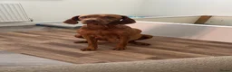 Hungarian Vizsla dogs for sale: Alba’s second litter  in Cullompton - Advert 3