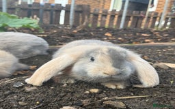 French Lop rabbits for sale: Litter of Giant French Lop Bunnies 🩵🩷 - Advert 6