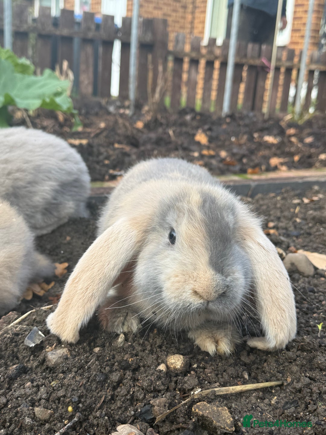 French Lop rabbits for sale: Litter of Giant French Lop Bunnies 🩵🩷 - Advert 6