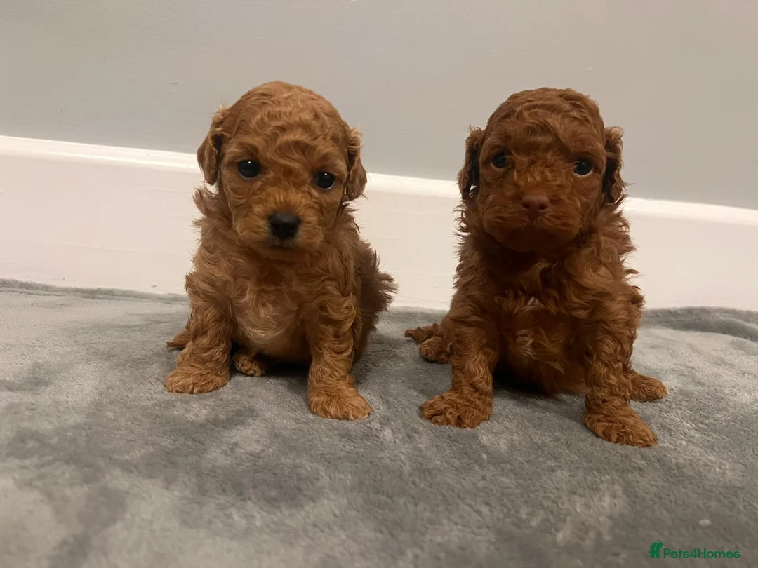 Mixed Breed dogs for sale: 🐩Asian Line Poodles-Fox Red, Apricot 🐩  - Advert 14