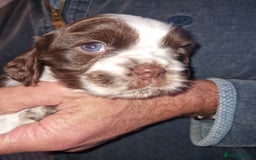 Cockalier dogs for sale: Stunning girls. DNA health tested parents  - Image 6