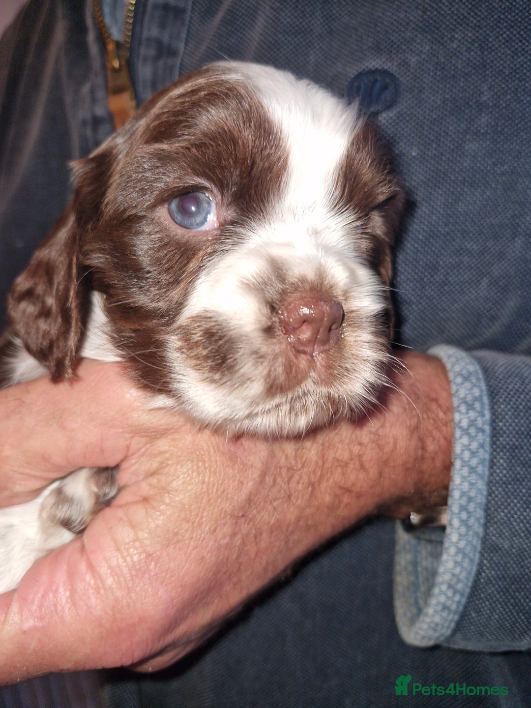 Cockalier dogs for sale: Stunning girls. DNA health tested parents  - Image 6