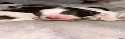 English Springer Spaniel dogs for sale: English Springer Spaniel  in Saint Helens - Advert 6