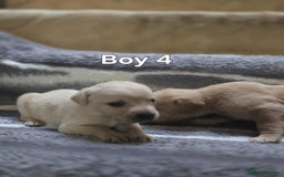 Labrador Retriever dogs for sale: Beautiful golden Labrador puppies  - Image 6