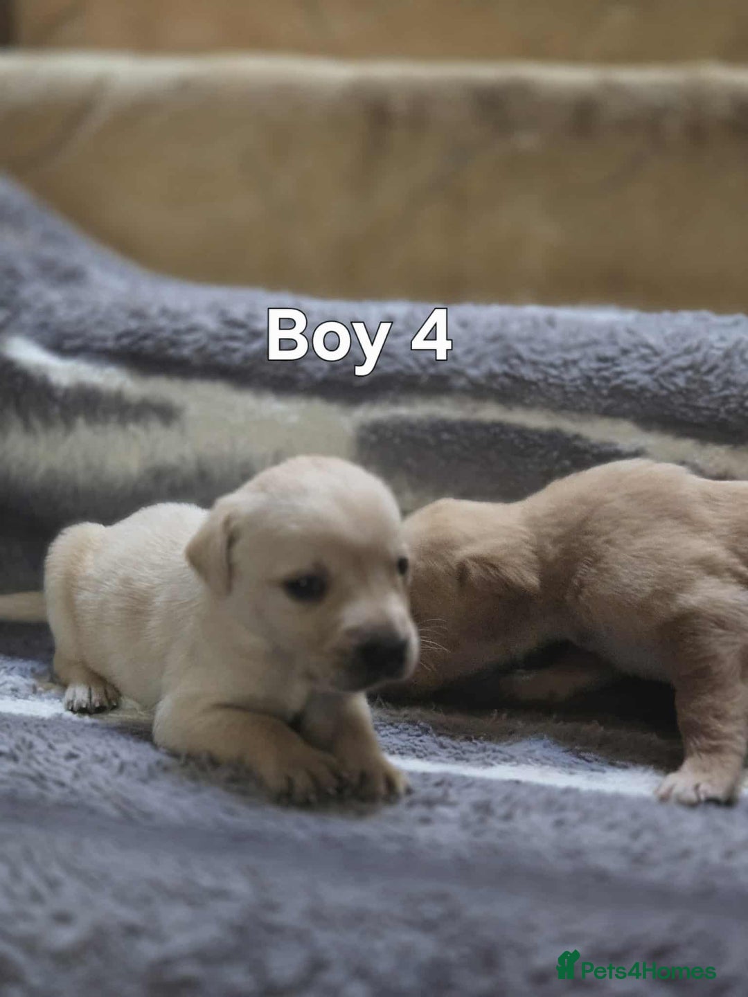 Labrador Retriever dogs for sale: Beautiful golden Labrador puppies  - Image 6