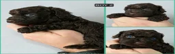 Cavapoo dogs for sale: DNA Tested Chocolate F1b Cavapoos. 2 Boys & 1 Girl - Advert 11