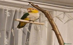 Parrots birds for sale: 11 month old male caique  - Image 1