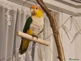 Parrots birds for sale - Advert 1