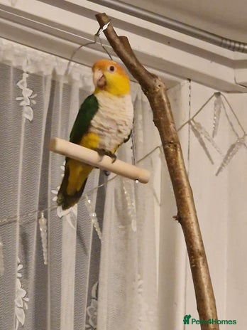 Parrots birds - Advert 1