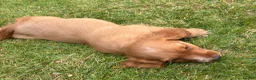 Cocker Spaniel dogs for sale: *Beautiful Litter Of Cockerspaniels* in Carnforth - Advert 13