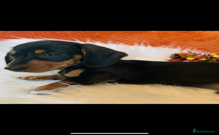 Miniature Dachshund dogs - Advert 13