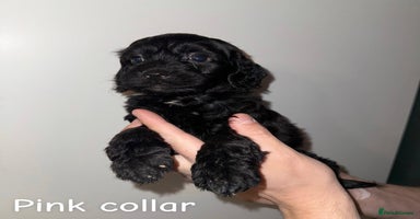 Cockapoo dogs - Advert 2