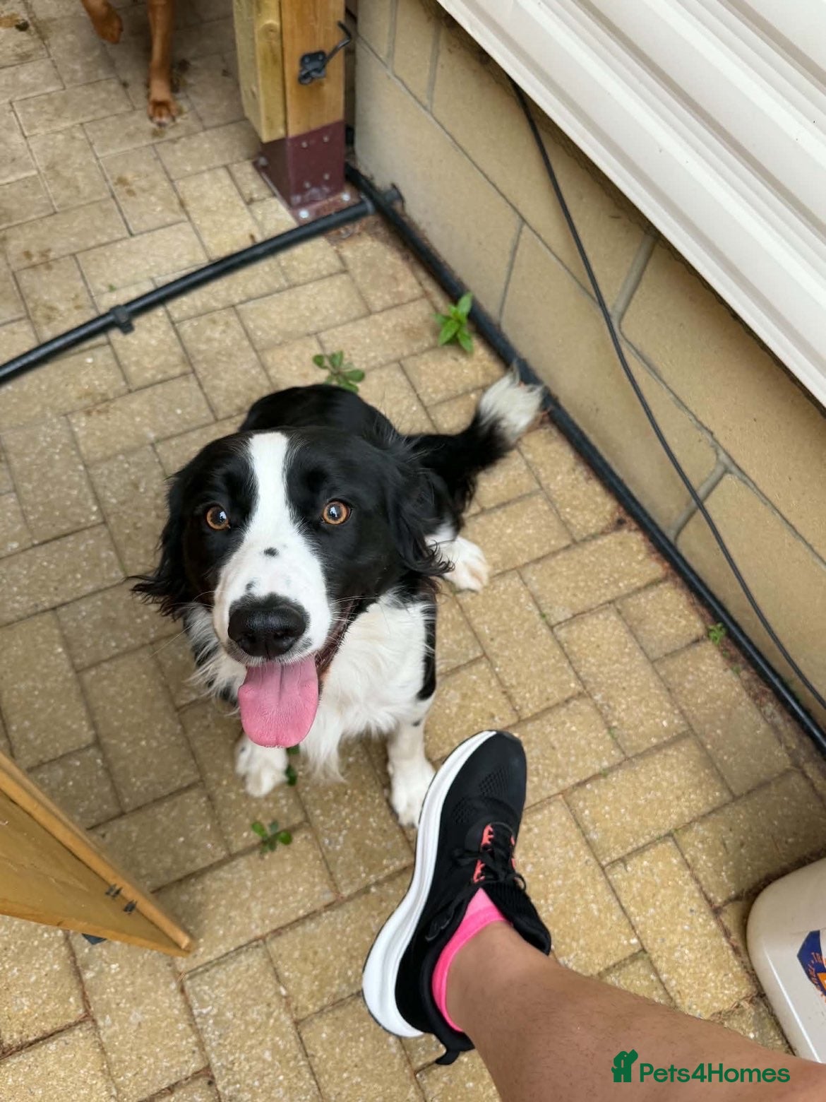 Sprollie dogs 11 month old male sprollie  - Advert 5