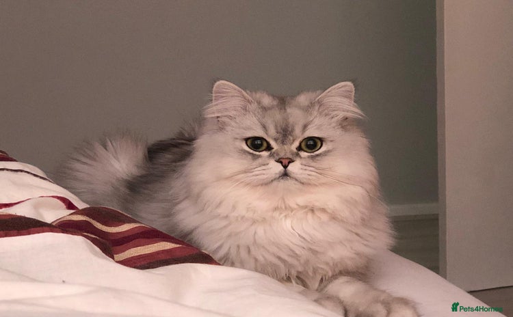 Persian cats - Advert 1