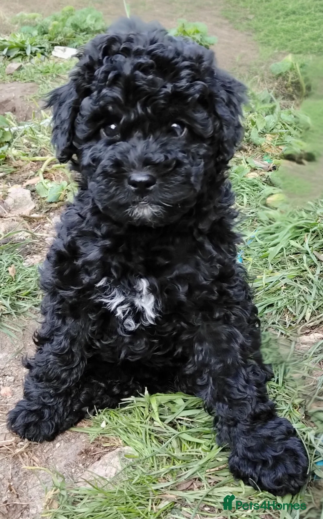 Labradoodle dogs for sale: F1b Beautiful miniature Labradoodle puppies - Advert 1