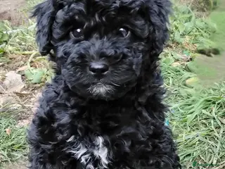 Labradoodle dogs F1b Beautiful miniature Labradoodle puppies - Advert 9