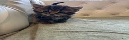 Mixed Breed cats for sale: Stunning and unique kittens - Advert 7