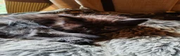 British Shorthair cats for sale: 6 Beautiful, fluffy, black and calico kittens - Advert 9